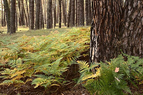Carpathian montane conifer forest, Slovakia