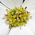 Close-up of four-petaled flowers