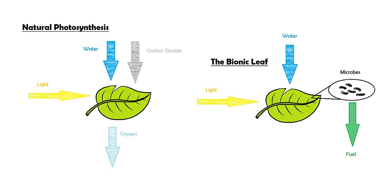 Natural Photosynthesis vs the Bionic Leaf.jpg