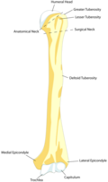 Left humerus. Anterior view.