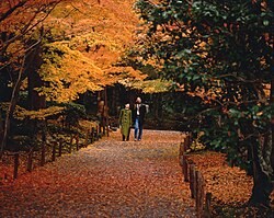 Two people walking on a road while looking at trees full of orange leaves