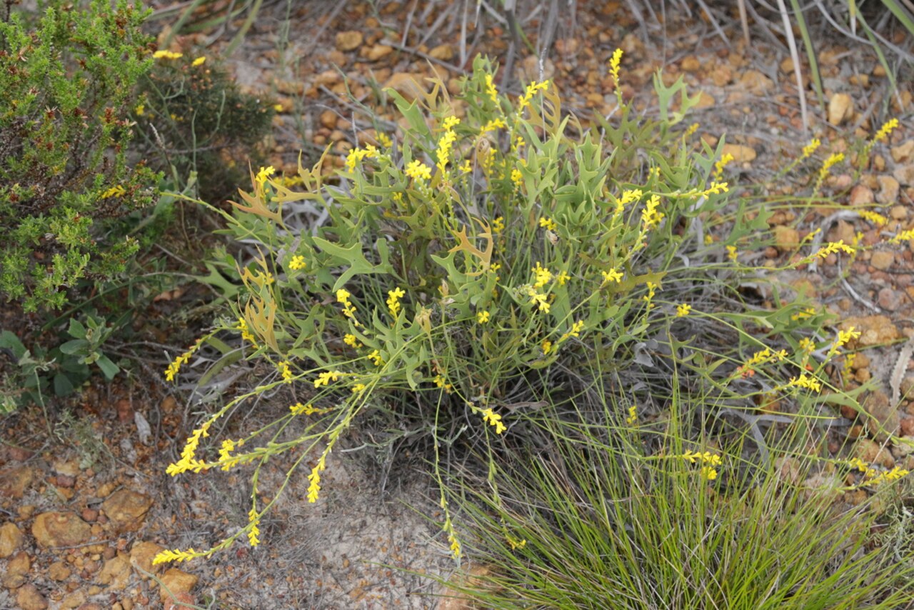 Synaphea aephynsa.jpg