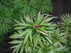Paeonia intermedia