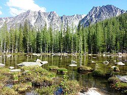 Larix lyallii forest in Washington state