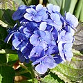 blue hydrangea