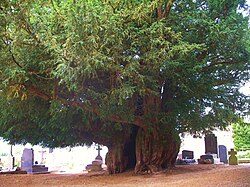 The Estry Yew, Normandy, France