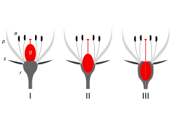 Insertion point: There are three positions of insertion of the ovary at the base of a flower: I superior; II half-inferior; III inferior. The 'insertion point' is where the androecium parts (a), the petals (p), and the sepals (s) all converge and attach to the receptacle (r). (Ovary=gynoecium (g).)