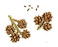 Cone and seed