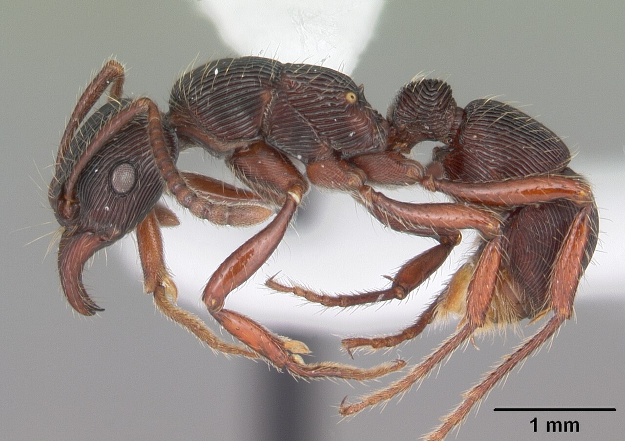 Poneracantha triangularis casent0103948 profile 1.jpg