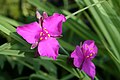 Tradescantia (Andersoniana Group) 'Red Grape'