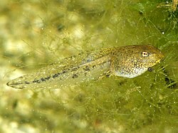 Larva of the common frog Rana temporaria a day before metamorphosis