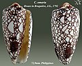 Conus omaria Hwass in Bruguière, J.G., 1792