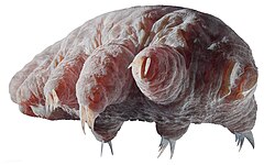 Reconstruction of the unnamed Orsten fauna tardigrade, from the Cambrian Kuonamka Formation, c. 500 mya