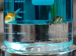 Beaker with two layers of liquid, goldfish and crab in top, coin sunk in the bottom