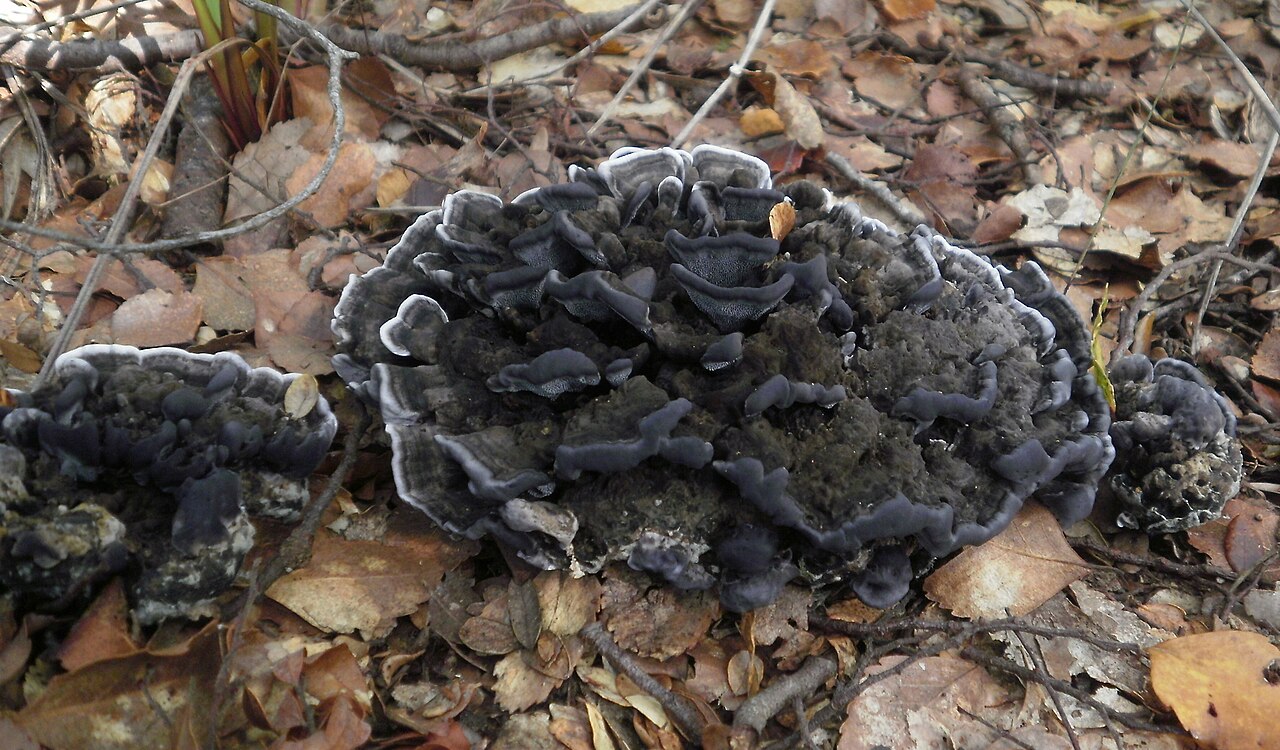 Phellodon sinclairii 13.JPG