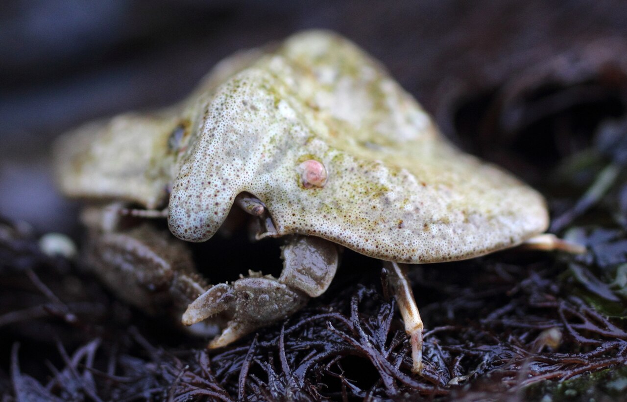 Cryptolithodes typicus 2.jpg