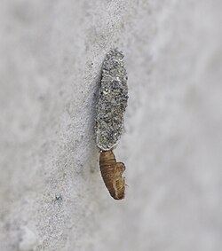 Dahlica lichenella
