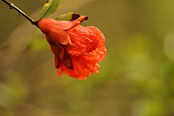 Pomegranate flower