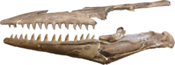 A photograph of a partial mosasaur skull