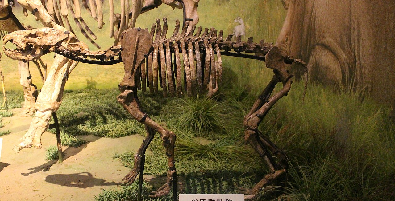 Ictitherium-Tianjin Natural History Museum.jpg