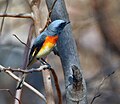 P. c. malabaricus India