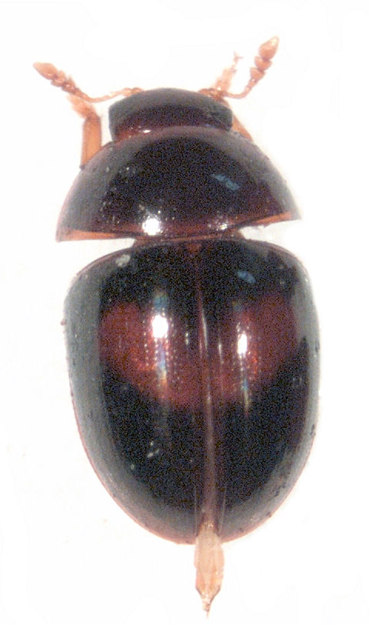 PhalacridaeNZ.jpg