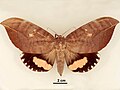 Female, dorsal view