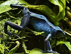 Blue poison dart frog, side view, London ZOO, UK