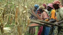 Women drying sorghum seeds by tossing them in trays, 2022