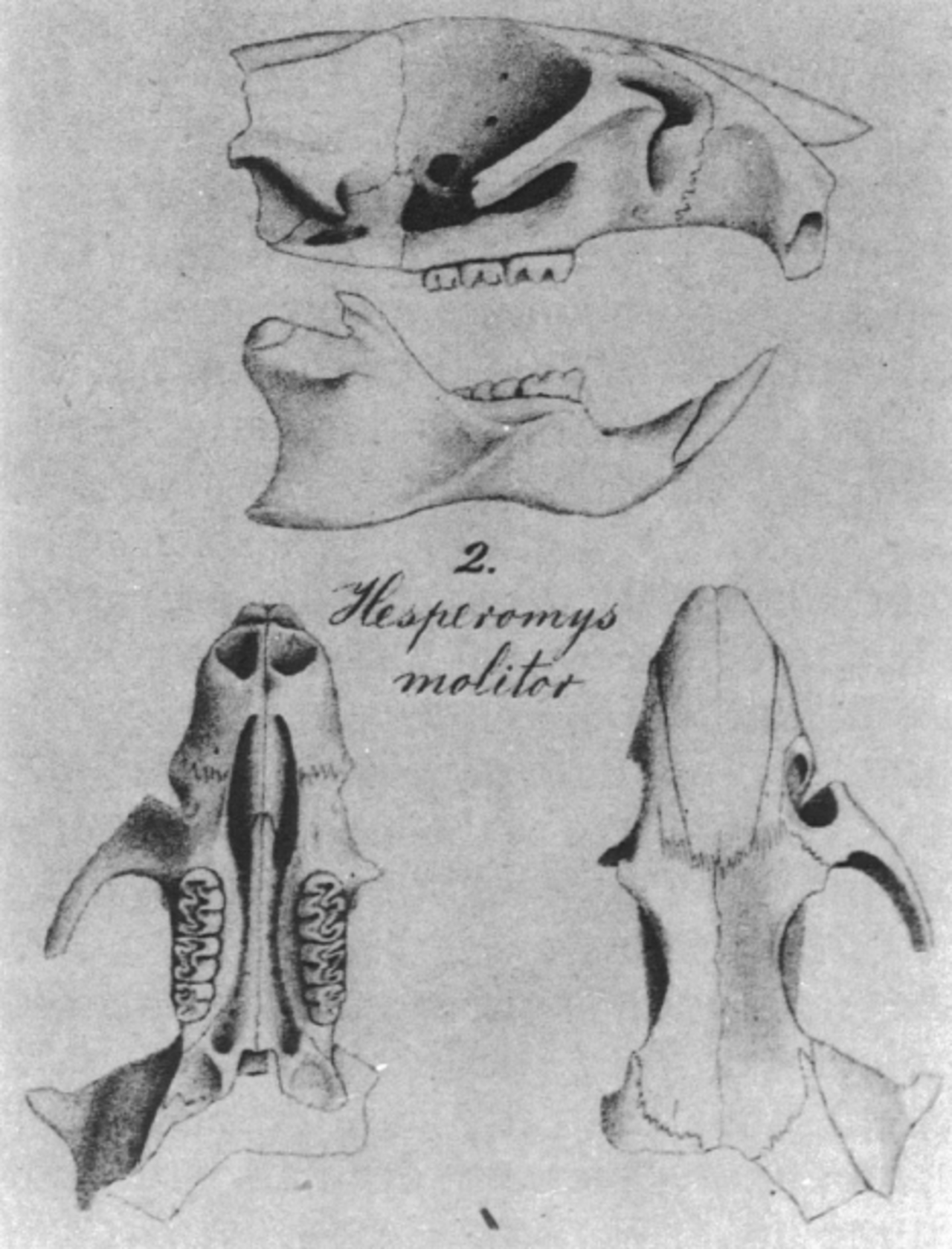 Lundomys molitor type.png