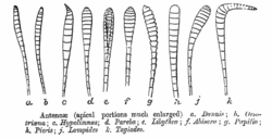 Butterfly antennal shapes, mainly clubbed, unlike those of moths. Drawn by C. T. Bingham, 1905