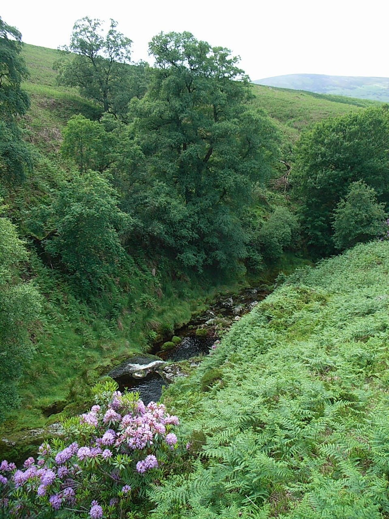 Upper Dodder.JPG