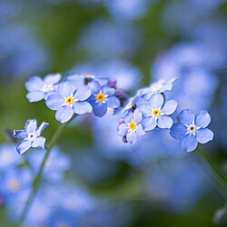 Inflorescence of Myosotis sylvatica