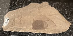 Early Oligocene acorn, Oregon, US (33 mya)