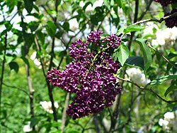 S. vulgaris 'Sarah Sands'