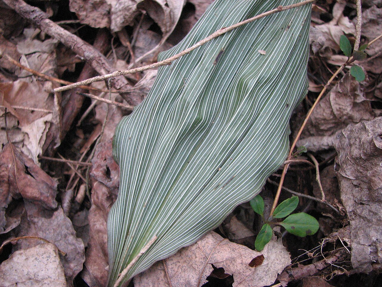 Aplectrum hyemale leaf closeup.JPG