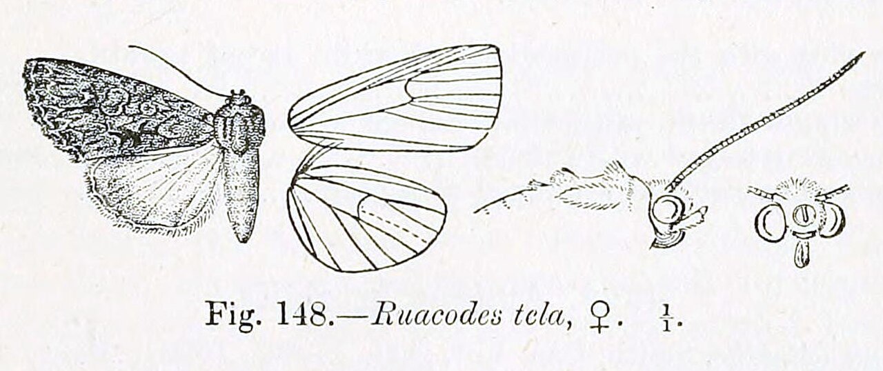 Ruacodes tela in Hampson 1909.jpg