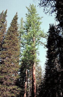 Larix occidentalis can reach 60 m (195 ft) in height. Oregon