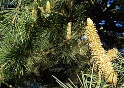 Pollen cone of deodar cedar, shedding pollen in the wind