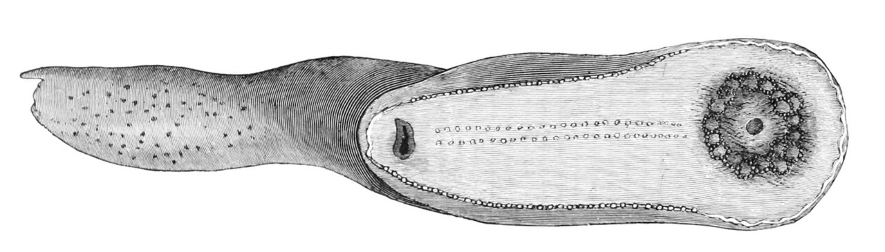Psychropotes longicauda.jpg