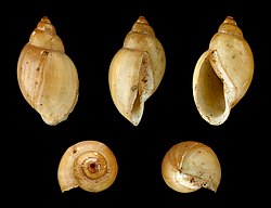 Five views of the same Physella acuta shell, seen from different angles: with the shell opening facing down, sideways, and upward, plus one view from the top with the spiral tip pointing at the observer, and one from below showing the shell opening with the spiral tip pointing away from the observer