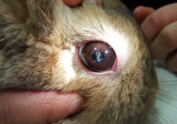 Rabbit with an eye infection caused by Encephalitozoon cuniculi (phacoclastic uveitis)