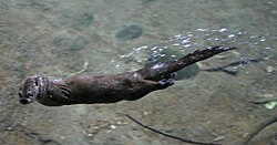 A North American river otter is shown gliding on the surface of the water.
