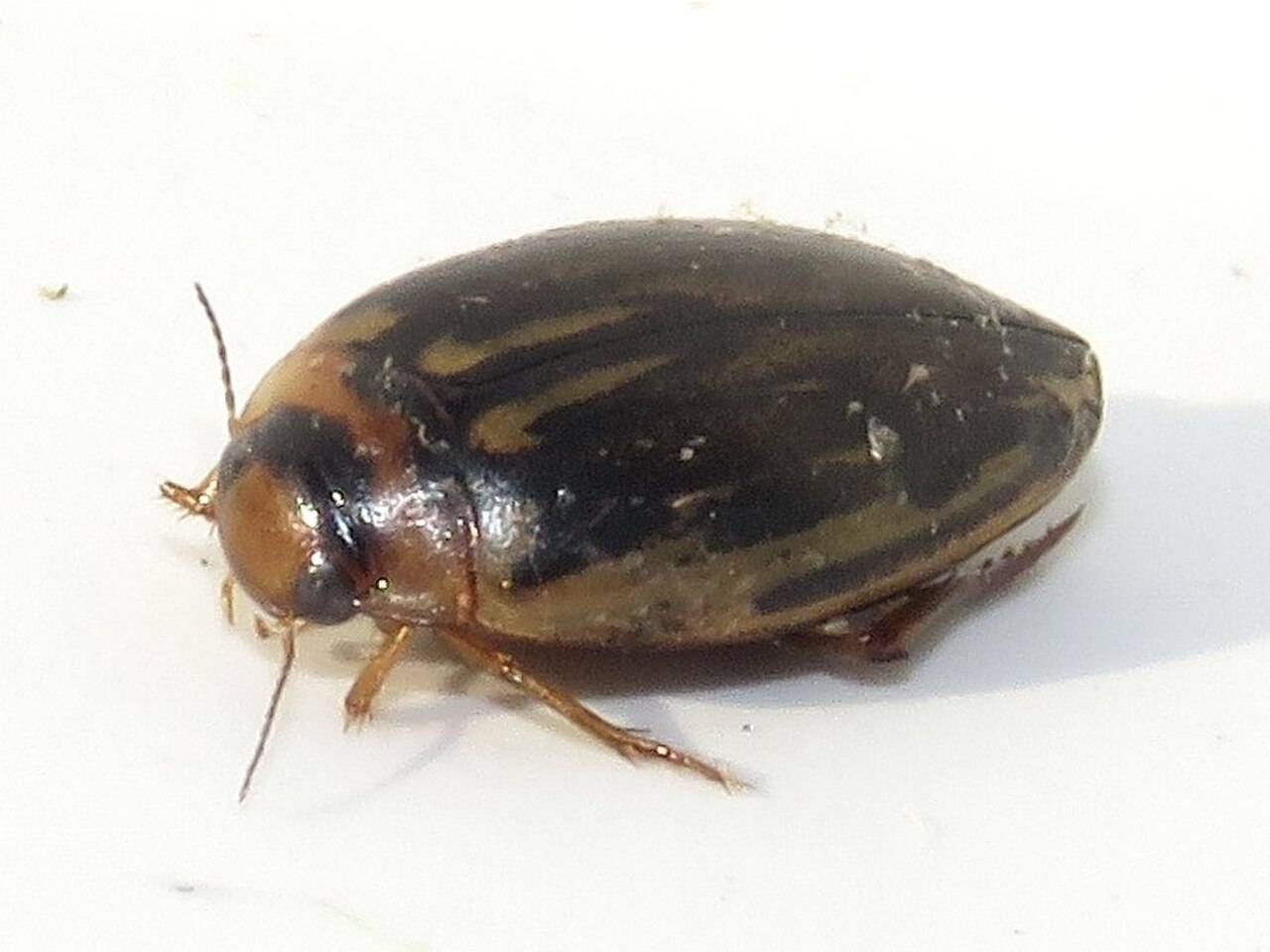 Coptotomus longulus.jpg