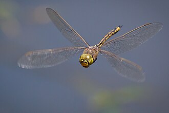 The Odonata (dragonflies and damselflies) have direct flight musculature.