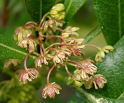 Dodonaea viscosa flowers