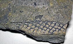 Lepidodendron sp. bark from the Pottsville Group, Lower Pennsylvanian