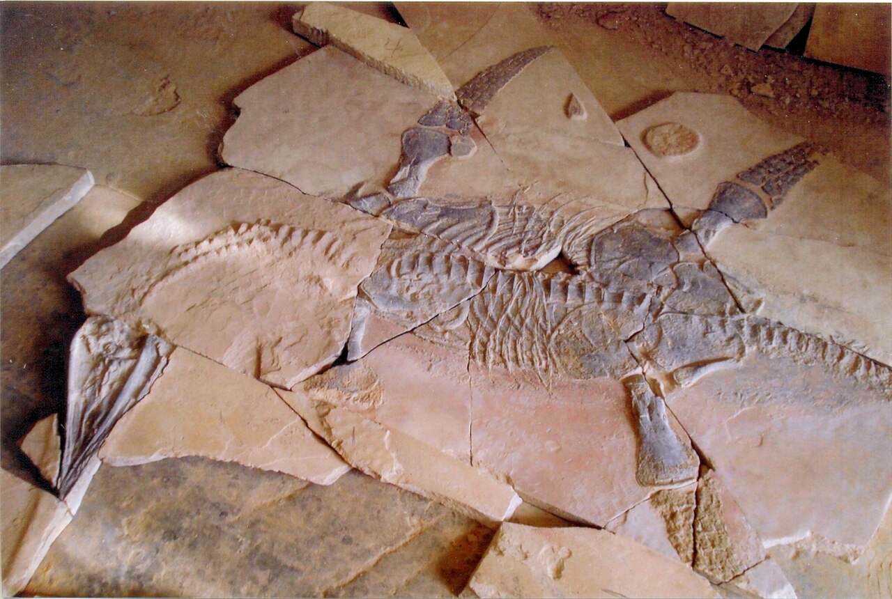 Mauriciosaurus fernandezi.jpg