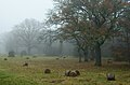 Saaremaa countryside