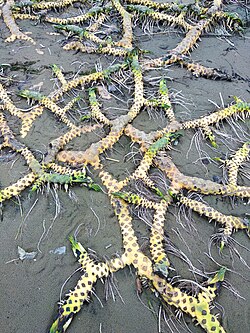 Branching rhizomes of Nuphar lutea